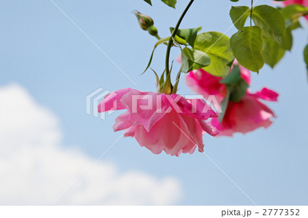 谷津バラ園のつる薔薇スパニッシュ・ビューティと青空  2777352