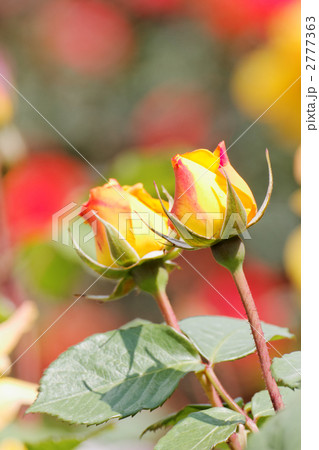咲きはじめの赤みを帯びた濃い黄色の薔薇ゴールドマリー’84 咲きはじめの赤みを帯びた濃い黄色の薔薇ゴールドマリー’84 2777363