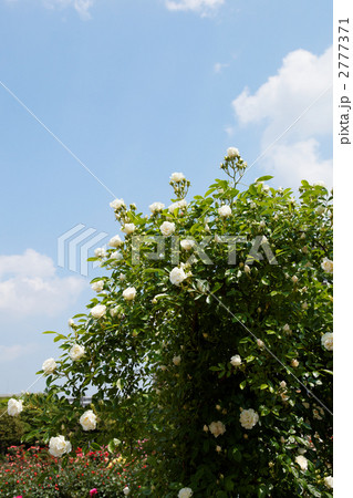 白色のつる薔薇サマースノーと青空の写真素材