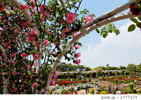 谷津バラ園のつる薔薇スパニッシュ・ビューティと青空 谷津バラ園のつる薔薇スパニッシュ・ビューティと青空 2777375