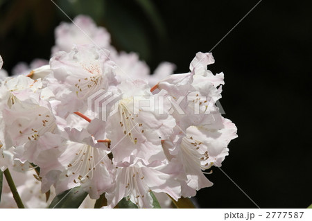 アズマシャクナゲ 2777587