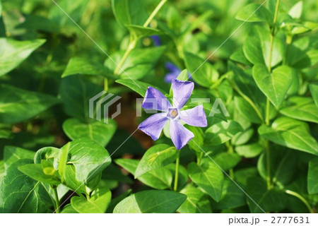 蔓日日草の青い花横位置 2777631