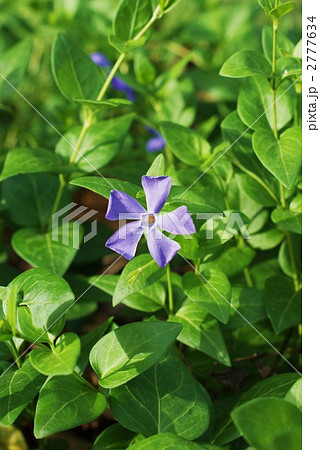 蔓日日草の青い花縦位置 2777634