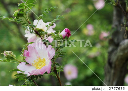 満開の山椒薔薇 満開の山椒薔薇 2777636
