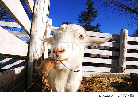 やぎはし やぎはし 2777785