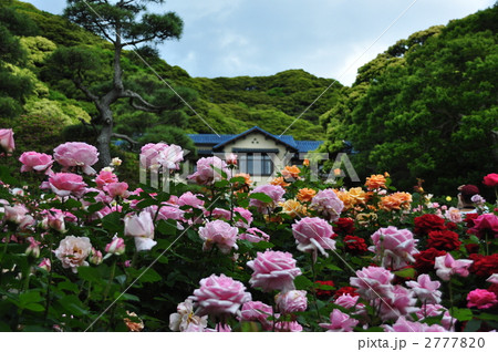 鎌倉文学館のバラ園 2777820