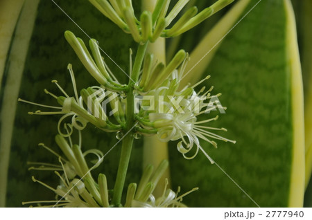 サンスベリアの花 2777940