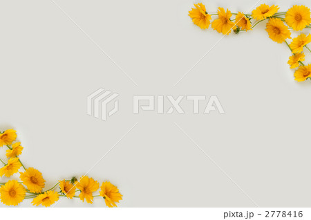 フレーム_キンケイギク 2778416