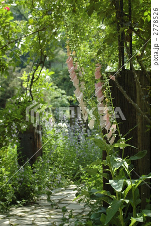 木陰のジギタリス 木陰のジギタリス 2778526