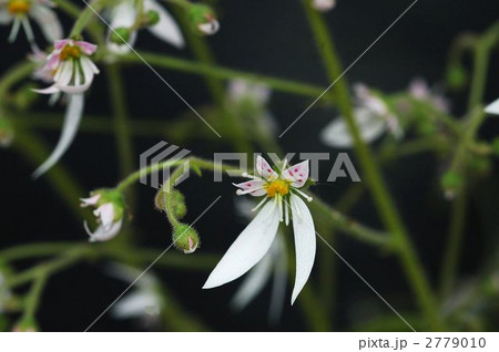 ユキノシタ　 2779010