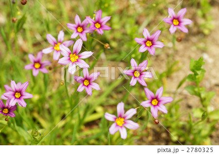 ニワゼキショウ 2780325