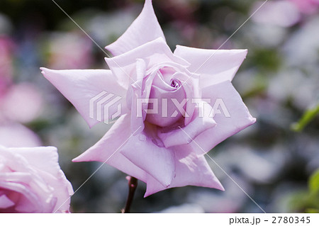 淡い藤色の薔薇の花レディ・エックス  2780345
