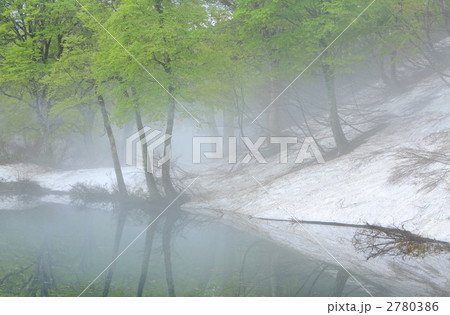 鎌池の根開き 鎌池の根開き 2780386