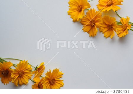 フレーム_キンケイギク フレーム_キンケイギク 2780455