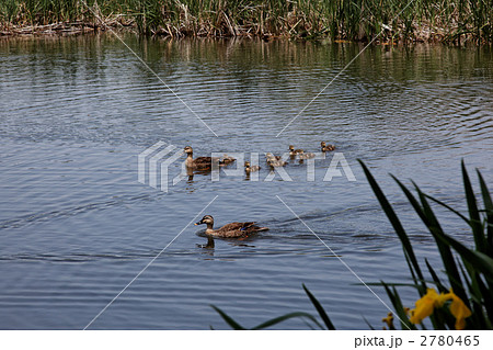 池の中を周遊中のカルガモの親子 2780465