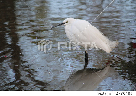 シラサギ 2780489