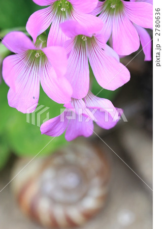 ムラサキカタバミとカタツムリ ムラサキカタバミとカタツムリ 2780636