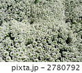 アリッサム 2780792