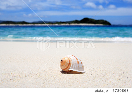 砂浜の貝殻 砂浜の貝殻 2780863