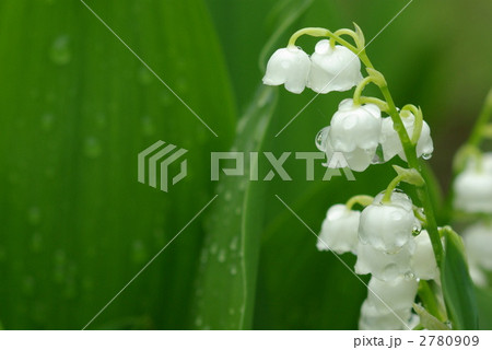 雨のすずらん　横位置 2780909