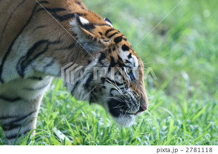 ベンガルトラ 2781118