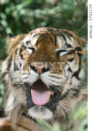 ベンガルトラ 2781119