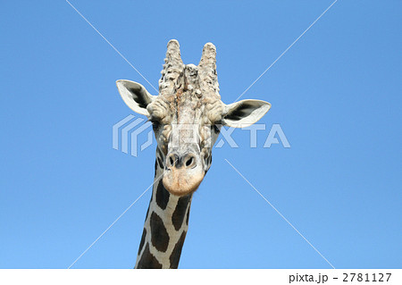 アミメキリン 2781127