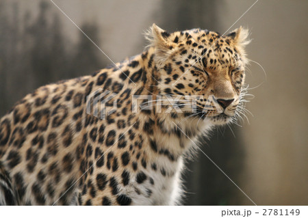 ヒョウ 2781149