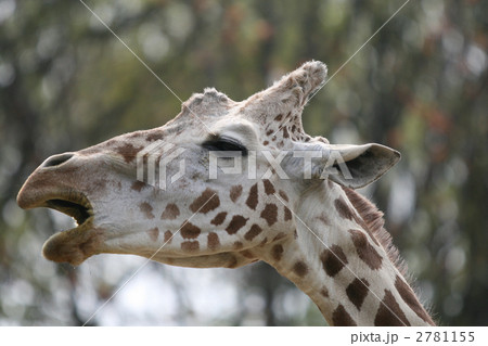 アミメキリン アミメキリン 2781155