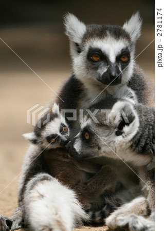 ワオキツネザル親子 2781174