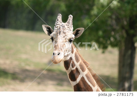 アミメキリン 2781175