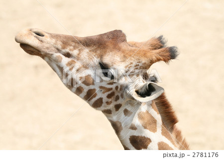 アミメキリン 2781176