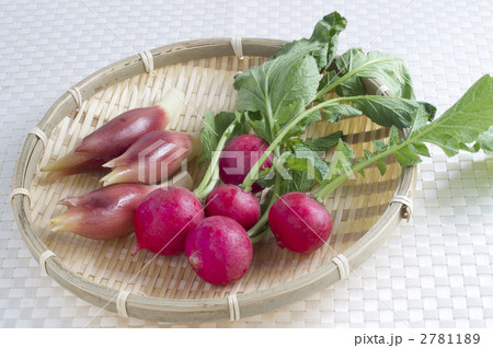 ラディッシュ ミョウガ ラディッシュ ミョウガ 2781189