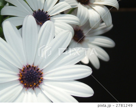 4 5月の春に咲く白色の花 キク科 宿根草のオステオスペルマム の写真素材