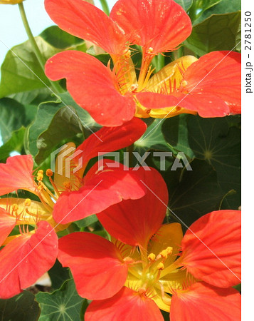 4 5月の春に咲くオレンジ色の花 ナスタチューム 別名キンレンカ の写真素材