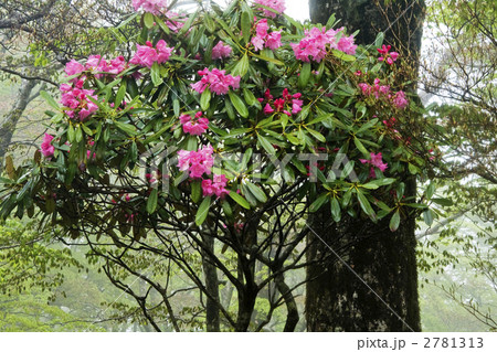 大台ケ原の石楠花 2781313