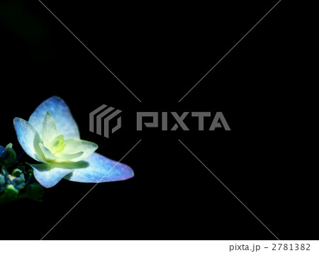 深山八重紫 2781382