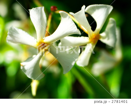 テイカカスラ 2781401