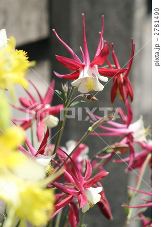 セイヨウオダマキ002 2781490