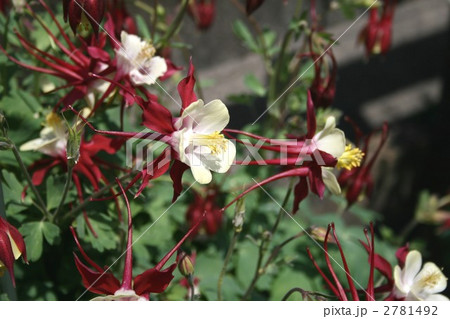 セイヨウオダマキ003 2781492