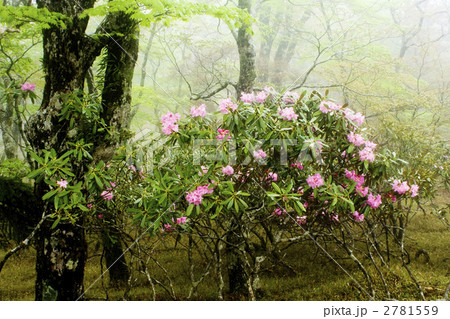 大台ケ原の石楠花 2781559