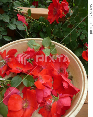 ガーデニング　花がらつみ 2781695