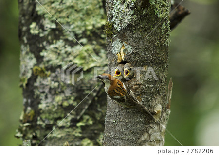 ニュウナイスズメ親子 2782206