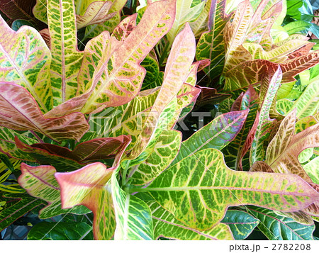 観葉植物　クロトン 2782208