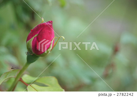 薔薇 長春花の写真素材