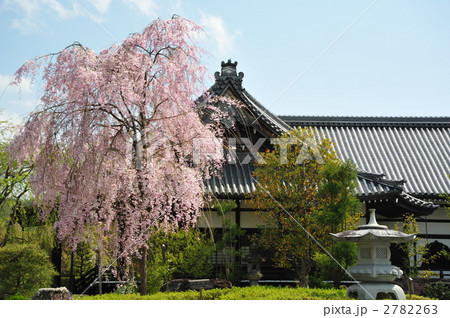 京都 妙満寺の枝垂れ桜 京都 妙満寺の枝垂れ桜 2782263