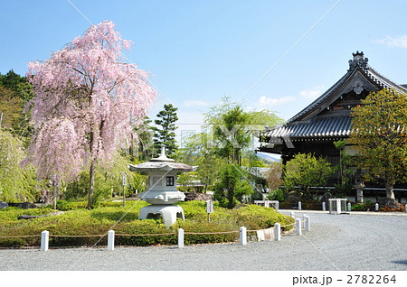京都　妙満寺の枝垂れ桜 2782264