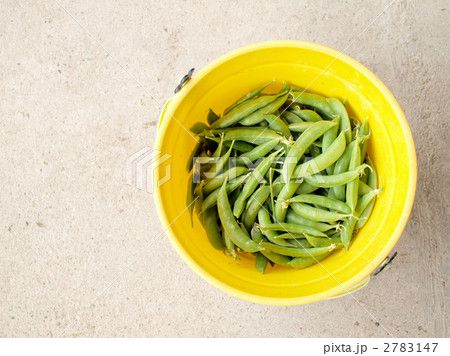 エンドウ豆　収穫 2783147