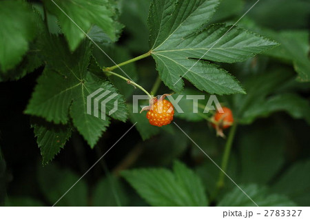 カジイチゴ（果実） 2783327