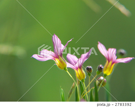 ニワゼキショウ 2783392